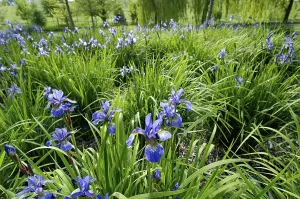 Siberian Iris Prints: Iris sibirica