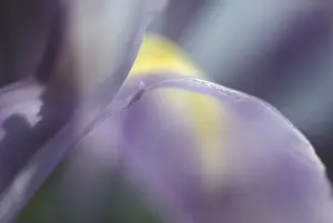 Siberian Iris Prints: Iris sibirica iris