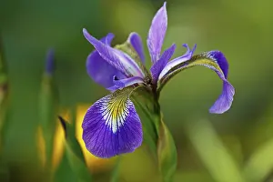 Prints of Iris versicolor (Iris versicolor), Schleswig-Holstein, Germany Versicolor Prints: Iris versicolor Print, Schleswig-Holstein, Germany