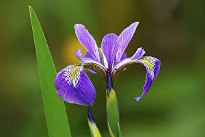 Prints of Iris versicolor (Iris versicolor), Schleswig-Holstein, Germany Versicolor Prints: Iris versicolor Print, Schleswig-Holstein, Germany