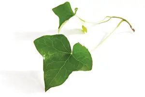 Studio Nature Shots Prints: Ivy leaf (Hedera)