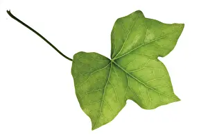Free Standing Plants Prints: Ivy leaf (Hedera)