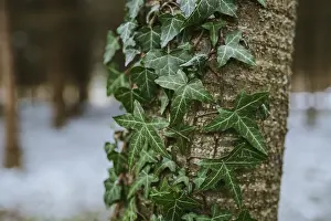 Ivy On Tree Trunk Prints: Ivy on the tree trunk