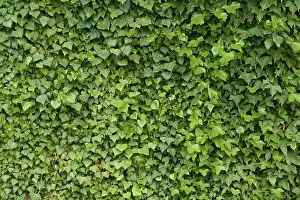 Climbing Plant Nature Prints: Ivy on wall