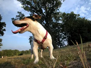 Colorful Animal Images Prints: Jack Russel