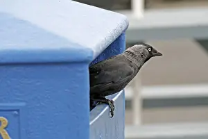 Bird Photography England Prints: Jackdaw, Corvus monedula
