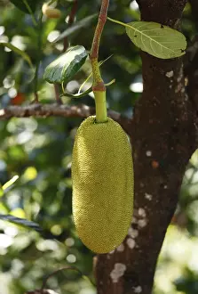 Jackfruit Tree Prints: Jackfruit hanging on tree, Jackfruit tree