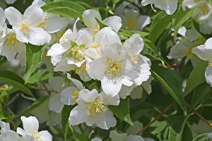 Fragrant Plant Images Prints: Jasmin