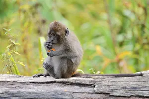 Wild Animal Feedings Prints: Java monkey (Macaca fascicularis)