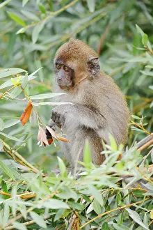 Macaca Fascicularis Prints: Java monkey (Macaca fascicularis)