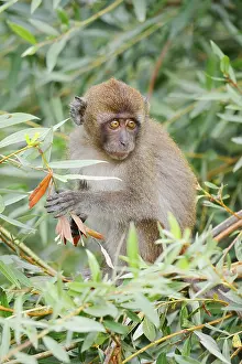 Wild Animal Feedings Prints: Java monkey (Macaca fascicularis)