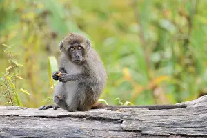 Macaca Fascicularis Prints: Java monkey (Macaca fascicularis)