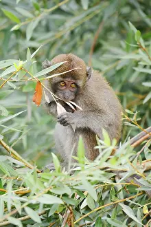 Wild Animal Feedings Prints: Java monkey (Macaca fascicularis)
