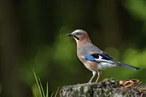 Forest Landscape Prints: Jay in the forest in the wild