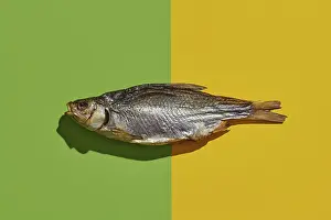 Prints of One jerky or dried salted roach, yummy clipfish on colorful background. Salty beer appetizer. Traditional way of preserving fish. Close up, copy space, top view Roach Prints: Dried Salted Roach Print