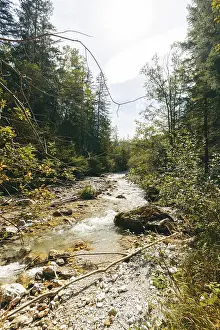 Dense Forest Landscape Prints: Johnsbach flows through dense forest under soft sunlight