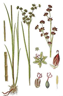 Agricultural Crop Pictures Prints: Jointleaf rush (Juncus articulatus)