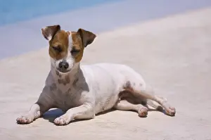 Uninhabited Swimming Pools Prints: JRT soaks up the sun poolside