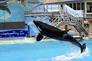 Killer Whale Show Prints: Jumping orca (Orcinus orca), in a pool during a show