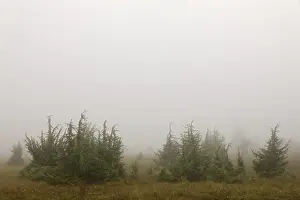 Juniper Heath Prints: Juniper heath in the mist, juniper