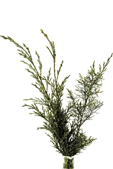 Botany Images Prints: Juniper (Juniperus) branch