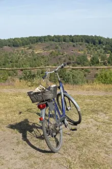 Juniperus Communis Prints: Juniper (Juniperus communis), bicycle