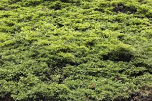 Prints of Juniperus horizontalis Glauca, Creeping Juniper shrub with slight progression of dieback disease in spring, Quebec, Canada Juniperus horizontalis Glauca Glauca Prints: Creeping Juniper with Dieback Disease Print, Quebec, Canada