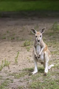 Animal Head Shot Prints: Kangaroo in the wild