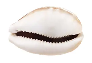 Prints of Empty kauri dish against white background Snail Prints: Kauri Dish Print on White Background