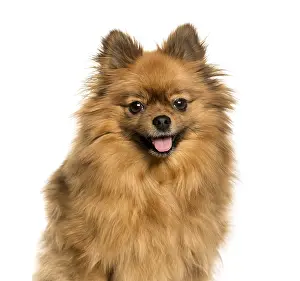 Mammalian Species Prints: Keeshond against white background