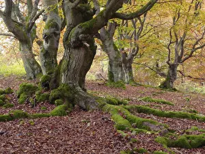 Deciduous Tree Landscape Prints: Kellerwald, beech, hut forest, tree