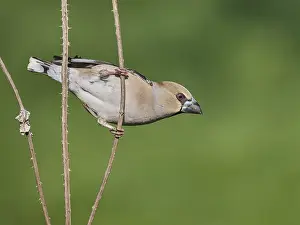 Southern Germany Wildlife Prints: KernbeiBer
Kernbeier