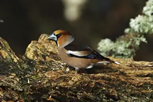 True Finch Habitat Germany Prints: Kernbeiser, Coccothraustes Coccothraustes