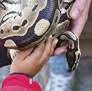 Prints of Kid and zookeeper holding a python regius snake Royal Python Prints: Kid and zookeeper holding a python regius snake Print