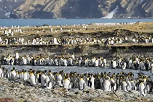 St Andrews Prints: King Penguins Print, St. Andrews Bay, South Georgia
