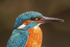 River Wildlife Photography Prints: Kingfisher