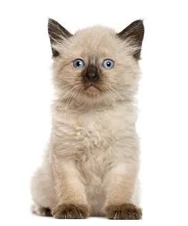 Studio Shot Of Cat Prints: Kitten in front of white background