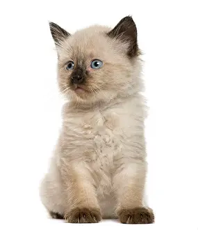 Studio Shot Cat Prints: Kitten in front of white background