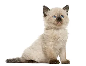 Blue Eyed Kitten Prints: Kitten in front of white background