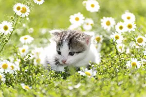 Farm Field Scenery Prints: Kitty is on the background field of a daisies