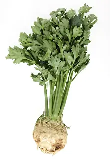 Studio Shot Of Celery Prints: Knob celery