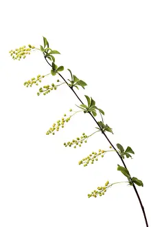 Decorative Plant Prints: Korean barberry Ruby (Berberis koreana Ruby)