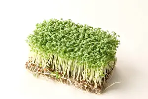 Green Food Images Prints: Kress