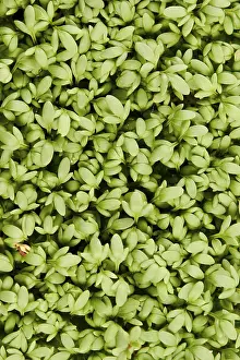 Green Plant Nutrition Prints: Kress