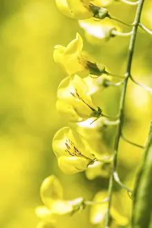 Decorative Ornamental Plant Prints: Laburnum