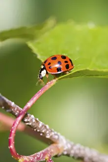 Ladybird Close Up Prints: Ladybird on a leaf close up