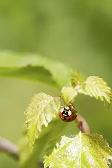 Insect Fauna Photography Prints: Ladybird on a leaf close up