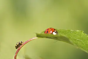 Ladybird Close Up Prints: Ladybird on a leaf close up