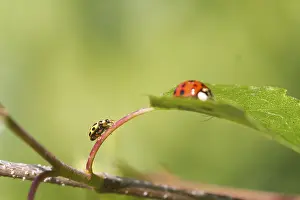 Insect Fauna Photography Prints: Ladybird on a leaf close up