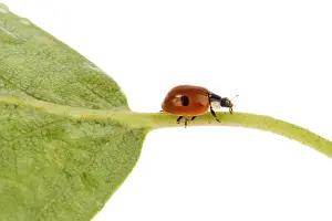 Insect Photography Studio Prints: Ladybug on a leaflet. Red bug on the grass